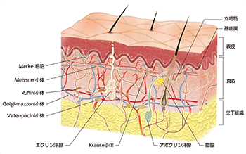 皮膚の構造