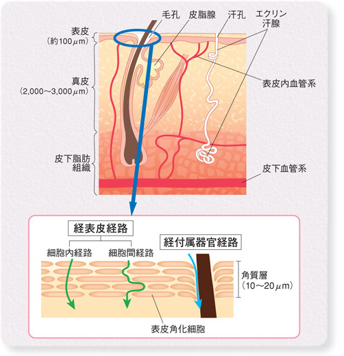図2：経表皮経路と経付属器官経路
