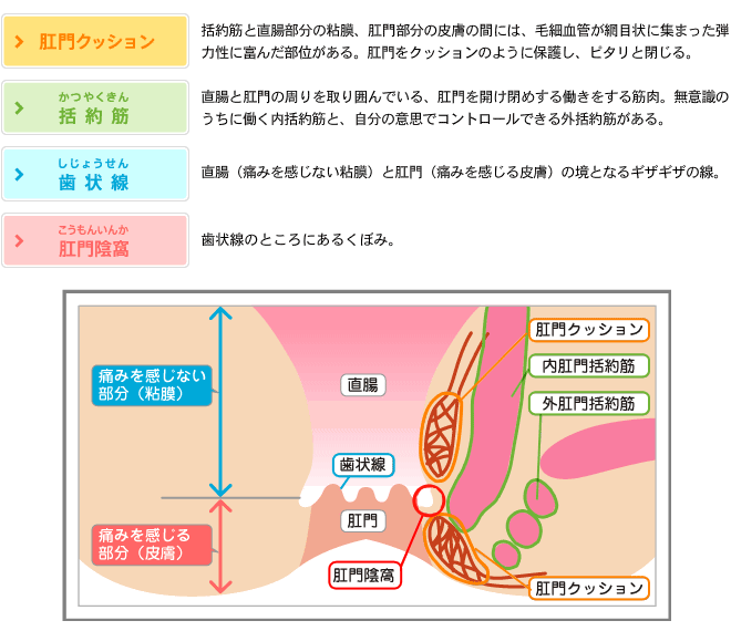 肛門の構造