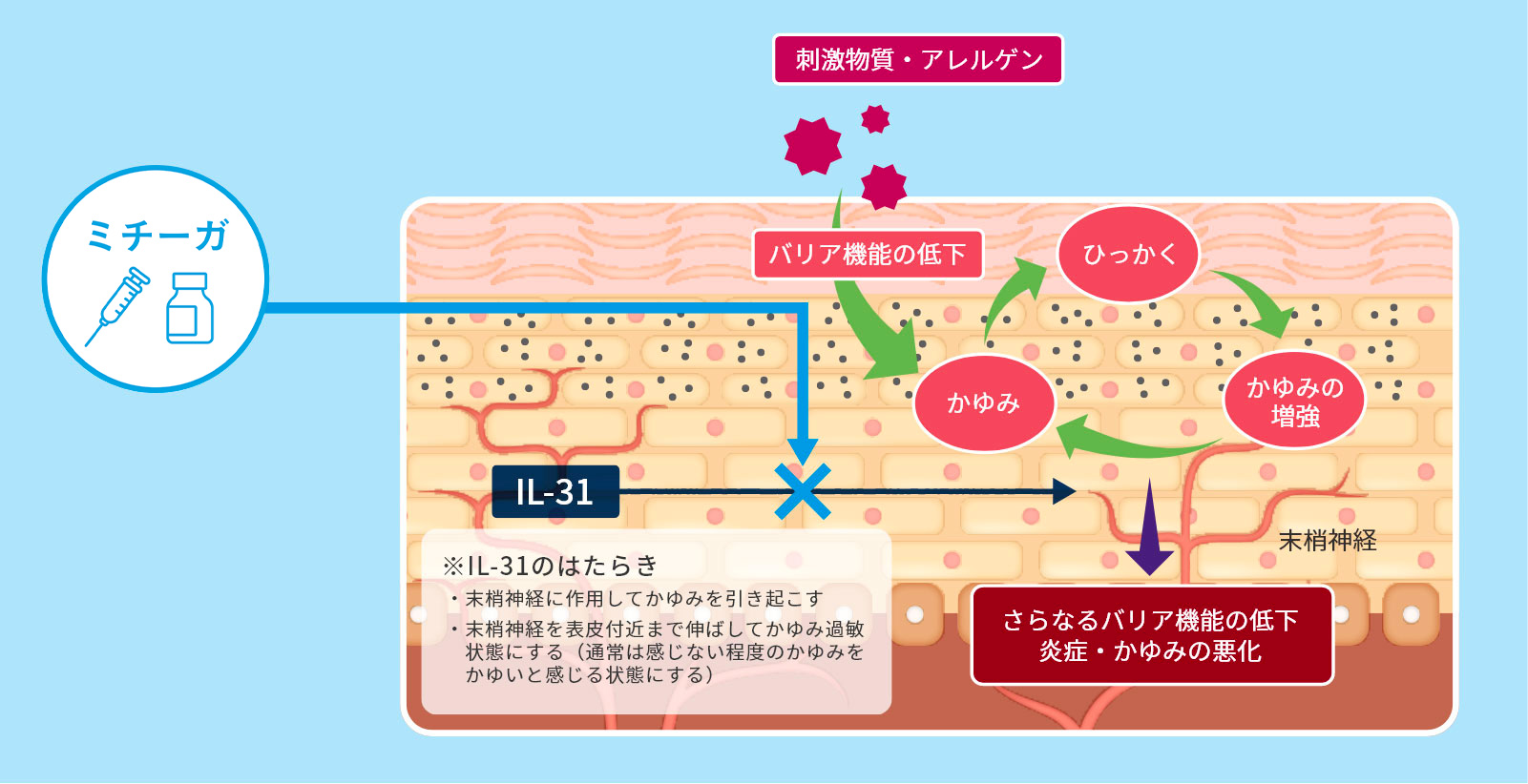 IL-31のはたらき