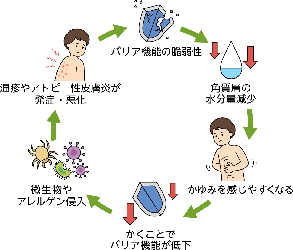 バリア機能の脆弱性による悪循環