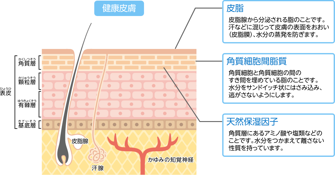 皮膚の構成