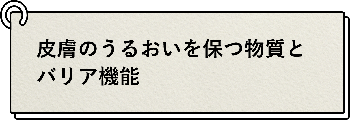 皮膚のうるおいを保つ物質とバリア機能