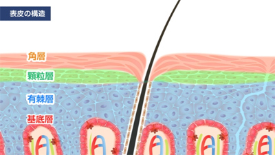 表皮の構造