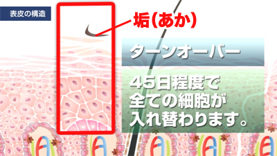 ターンオーバー 45日程度で全ての細胞が入れ替わります。