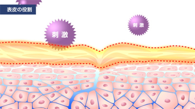 表皮の役割