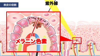 表皮の役割