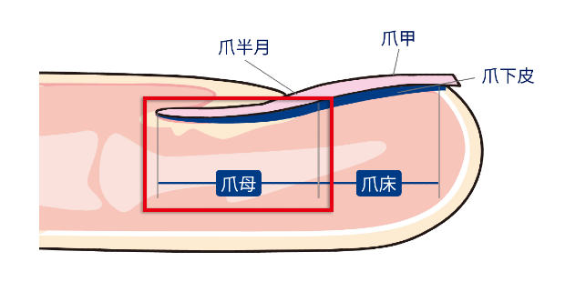 爪母