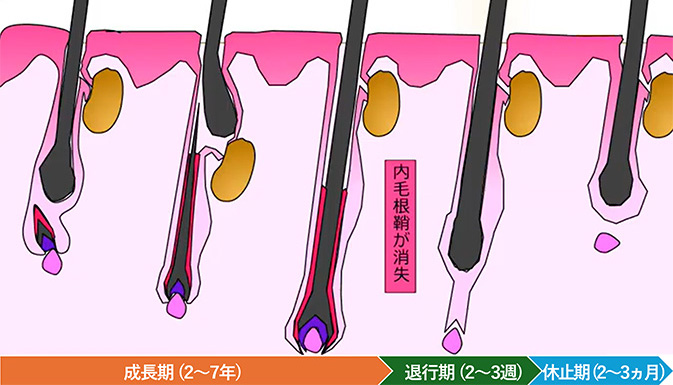 図１ 山本明美先生ご提供　無断複写・転載禁止