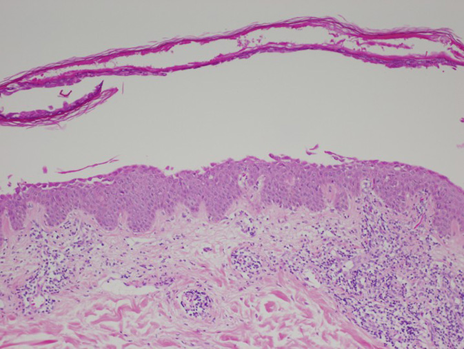 図1 山本明美先生ご提供 無断複写・転載禁止