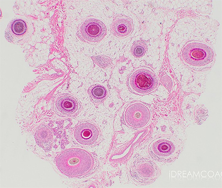 図1 山本明美先生ご提供 無断複写・転載禁止