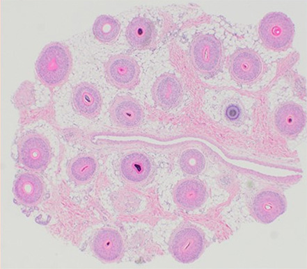 図1 山本明美先生ご提供 無断複写・転載禁止