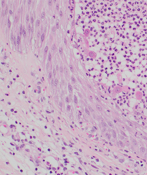 図１　山本明美先生ご提供　無断複写・転載禁止