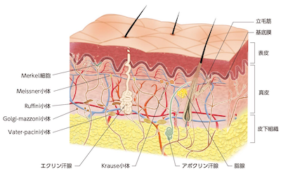 皮膚のお役立ちイラスト集 Dermado デルマド マルホ株式会社 皮膚科学領域での卓越した貢献を