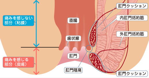 肛門の構造