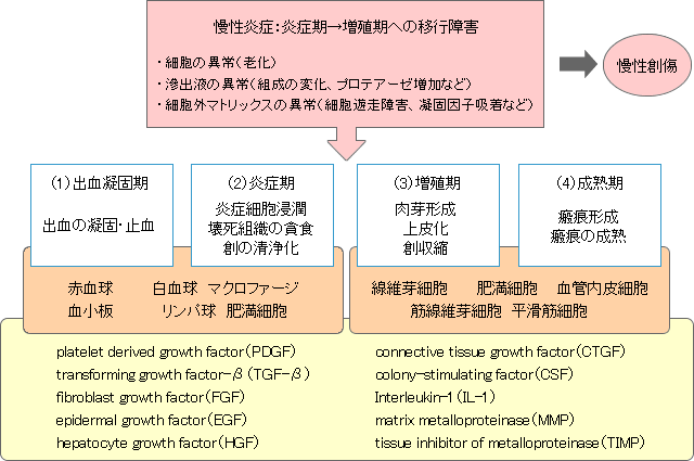 図：皮膚創傷の治癒過程