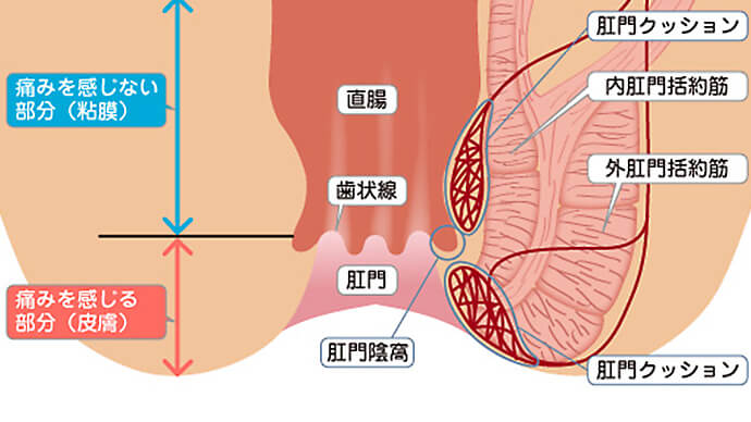 肛門の構造