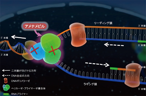 図2. アメナメビルの作用機序