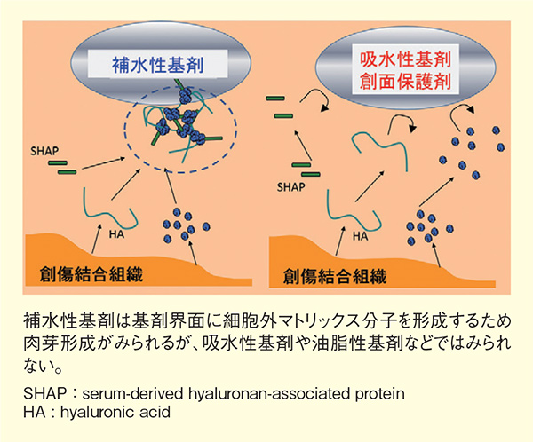 図4. 基剤により異なる細胞外マトリックス複合体形成