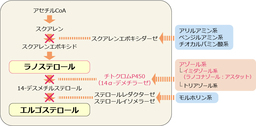 アスタットの作用機序 | マルホ 医療関係者向けサイト