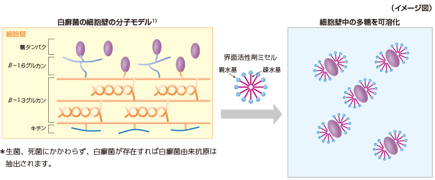 白癬菌の細胞壁の分子モデル