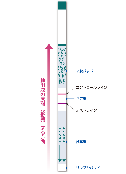 テストストリップ