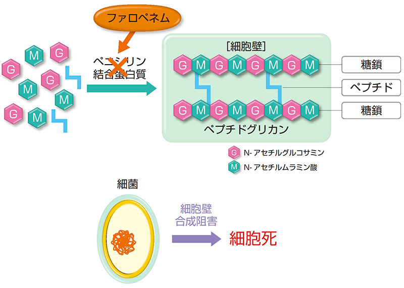 ファロム薬効薬理