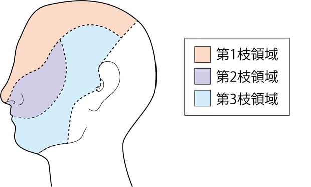 図3　デルマトーム 頭部