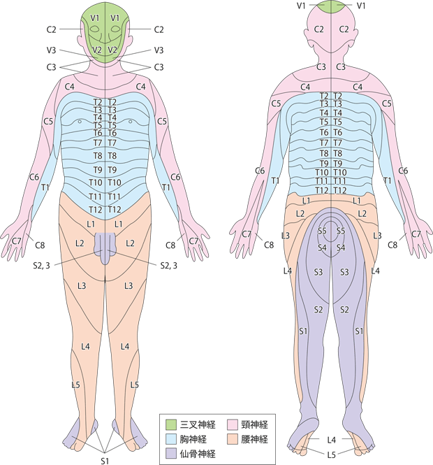 図3　デルマトーム 全身