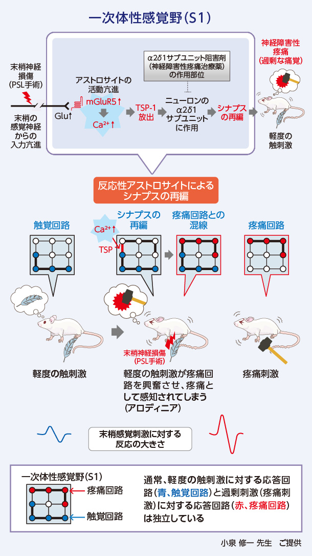 S1アストロサイトによる神経障害性疼痛発生機序