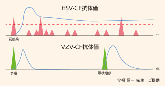 HSV-CF抗体価、VZV-CF抗体価の変動