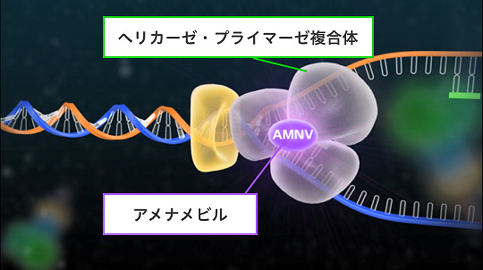 アメナメビルの作用機序