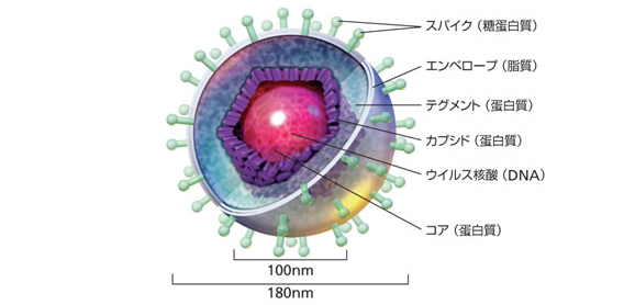 ヘルペスウィルス