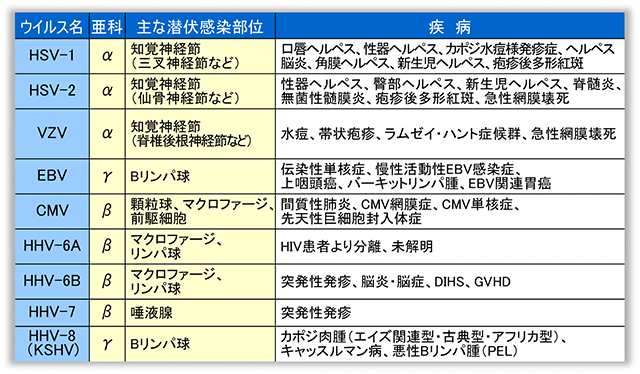 ヘルペスウイルスの種類と疾患