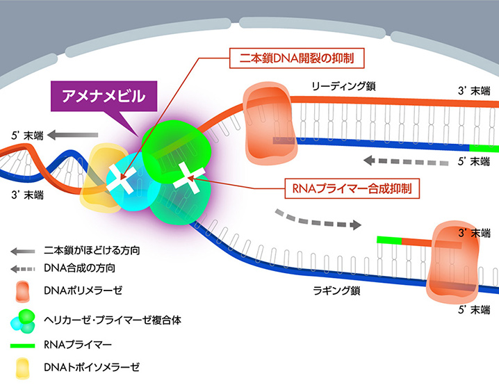 アメナリーフの作用機序