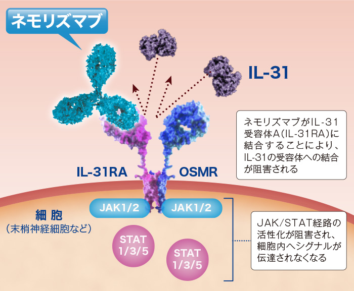 ネモリズマブの作用機序