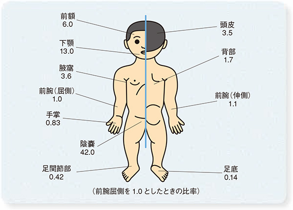 図1：ヒトにおけるヒドロコルチゾンの経皮吸収性の部位差（出典7より作図）