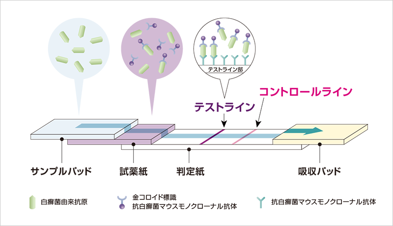 デルマクイック爪白癬