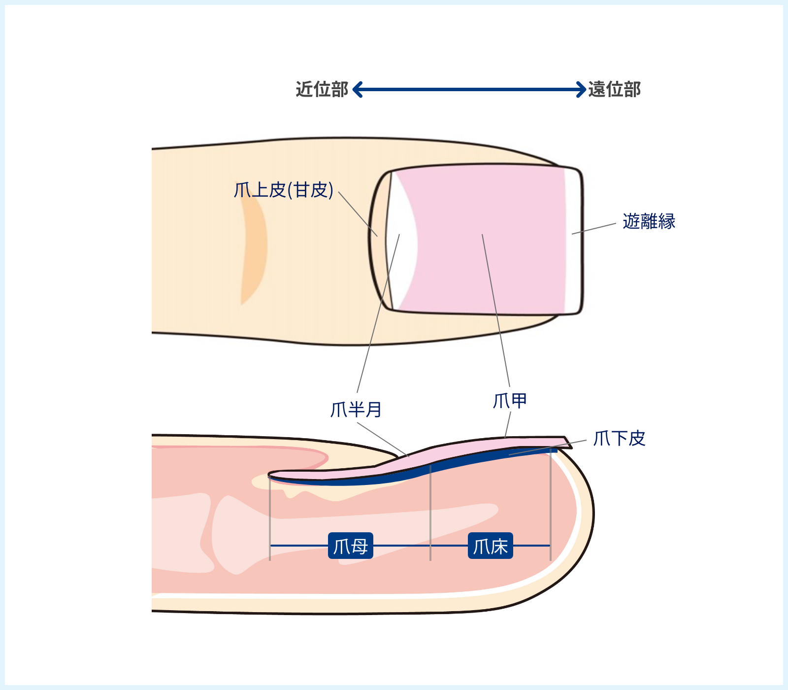 爪の生え方