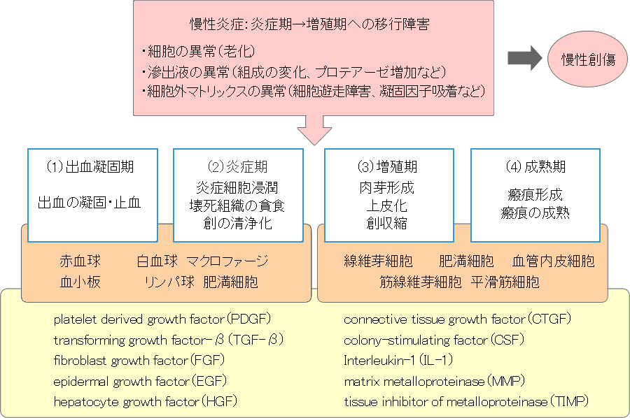 皮膚創傷の治癒過程