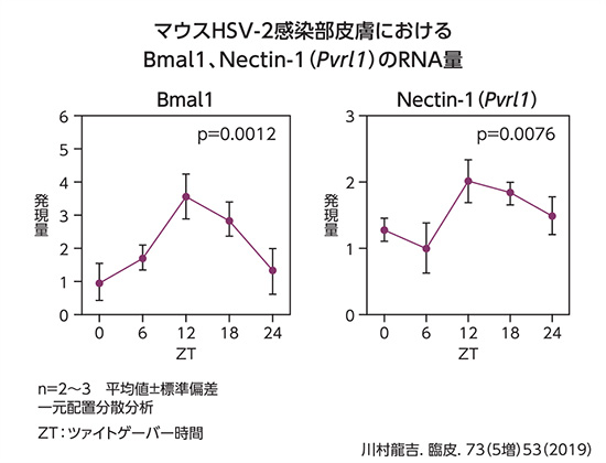 図1：HSV-2感染受容体：Nectin-1の概日リズム