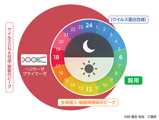 図2：帯状疱疹の概日リズムからみたアメナリーフの服用タイミング