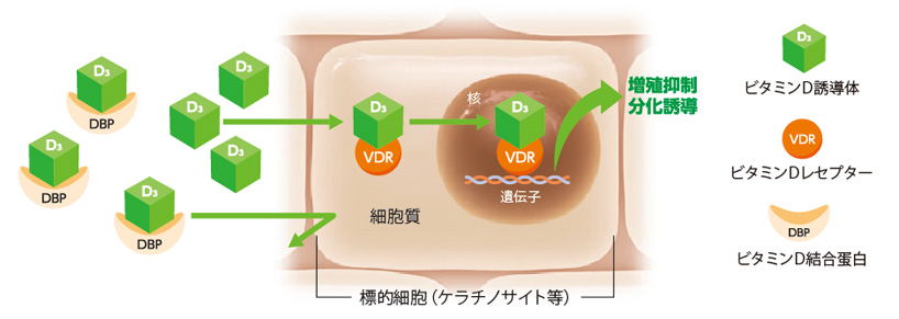 ビタミンD誘導体の作用機序