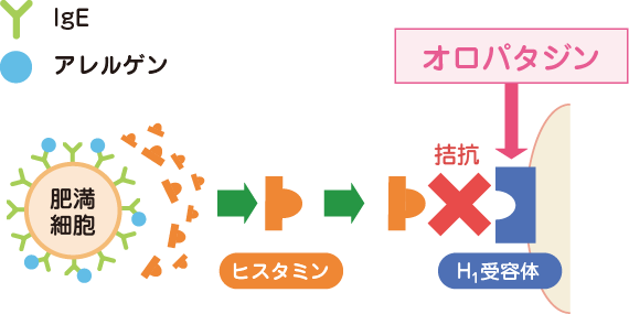 オロパタジンの作用機序