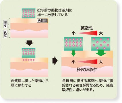 ぬり薬の蘊蓄 Vol 1 外用剤における基剤と剤形の重要性について 主薬の経皮吸収性に対する基剤の影響 マルホ 医療関係者向けサイト