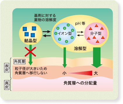 ぬり薬の蘊蓄 Vol 1 外用剤における基剤と剤形の重要性について 主薬の経皮吸収性に対する基剤の影響 マルホ 医療関係者向けサイト