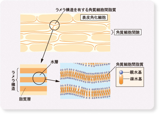 図1：角質層の構造