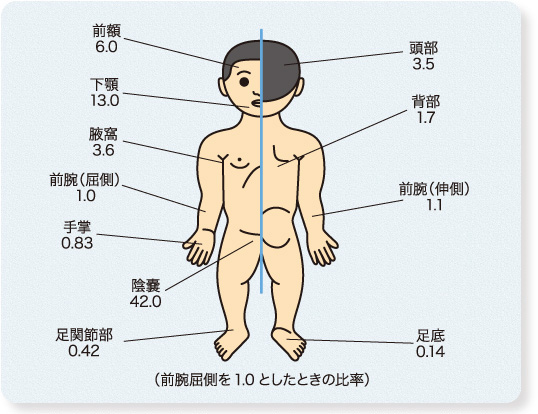ぬり薬の蘊蓄 Vol 3 皮膚の状態と経皮吸収性について 部位による違い マルホ 医療関係者向けサイト