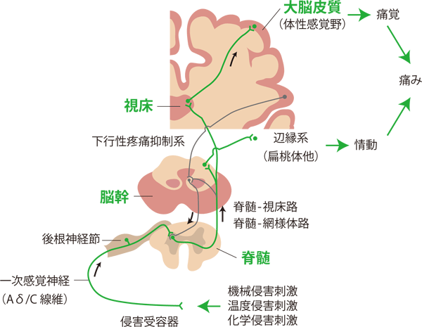 侵害受容性疼痛の発生機序