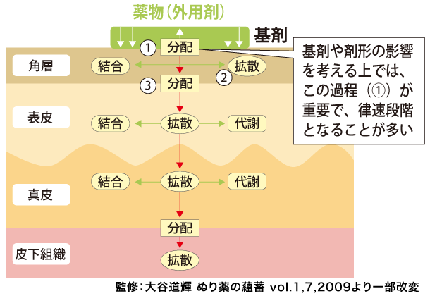 図2：皮膚における薬物の分配、拡散